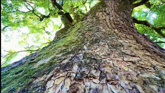 見上げた大樹の幹と木漏れ日