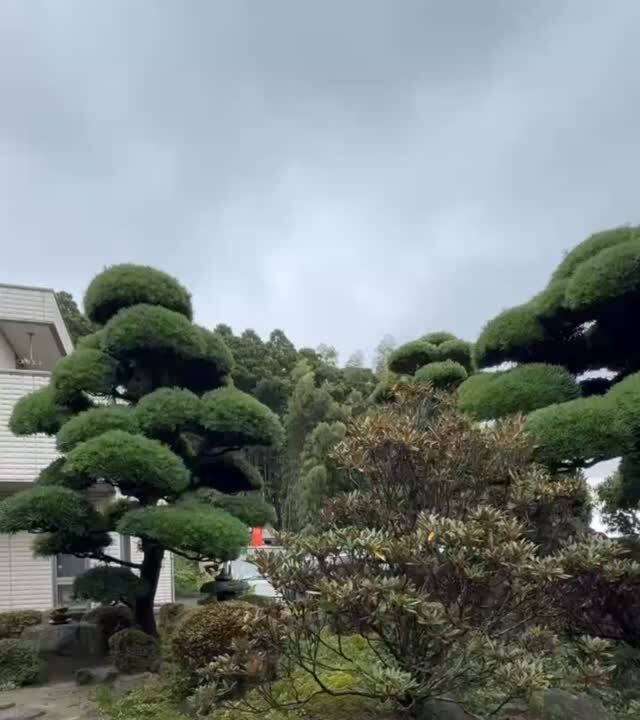 手入れされた庭木のある庭園