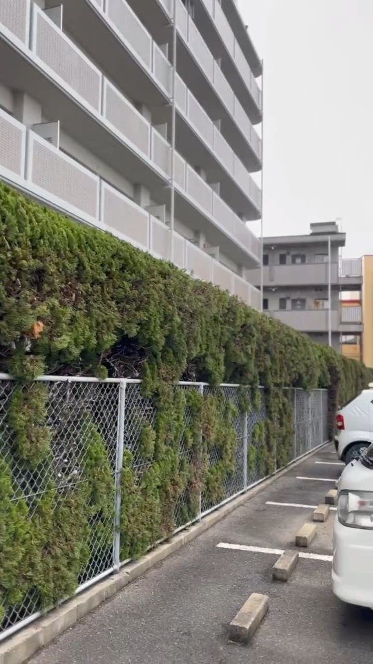 剪定後の長い生垣